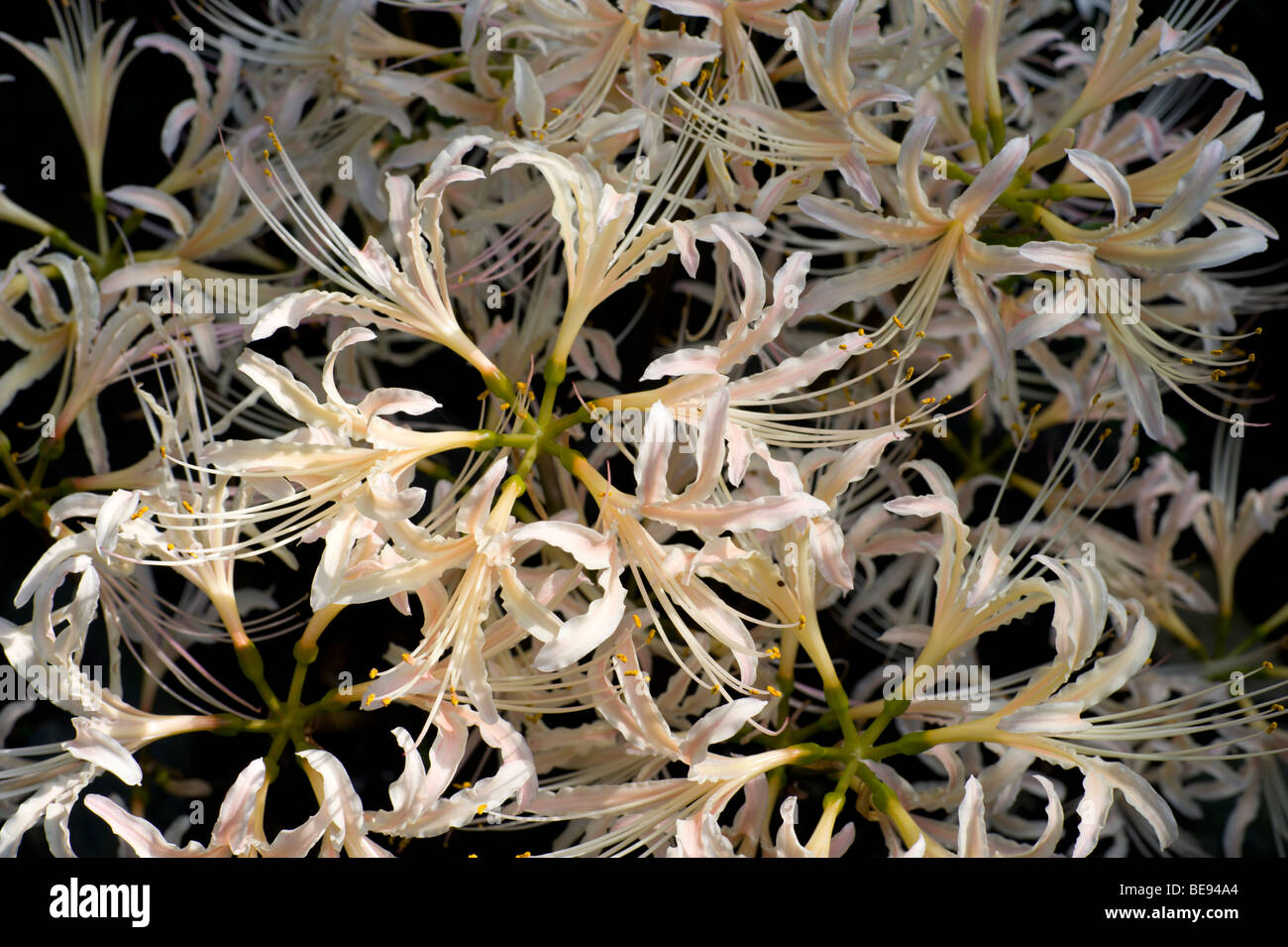A white variety of Lycoris radiata, or spider lily, blooming in September in Japan's Kanto region. Stock Photo