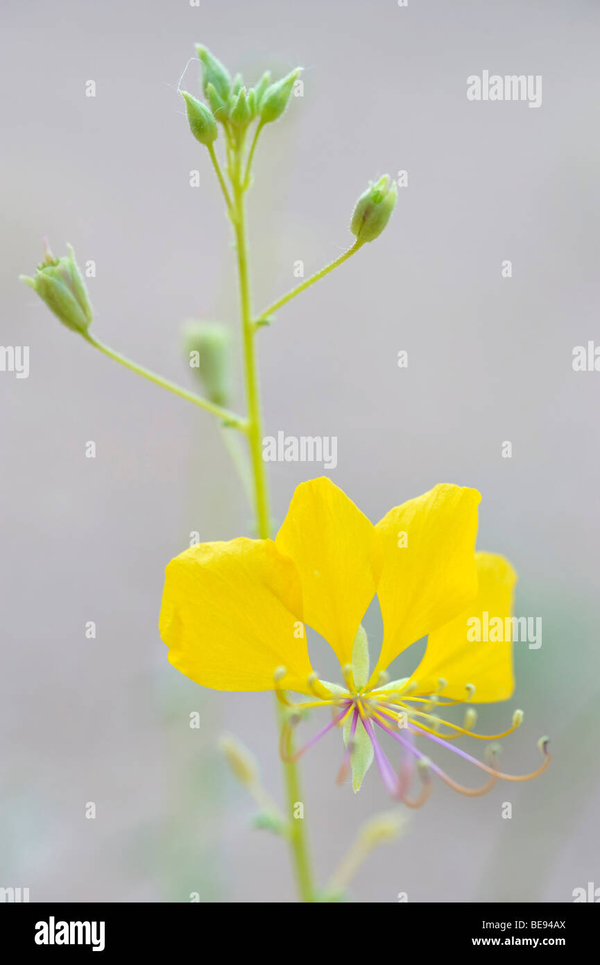 Cleome angustifolia hires stock photography and images Alamy