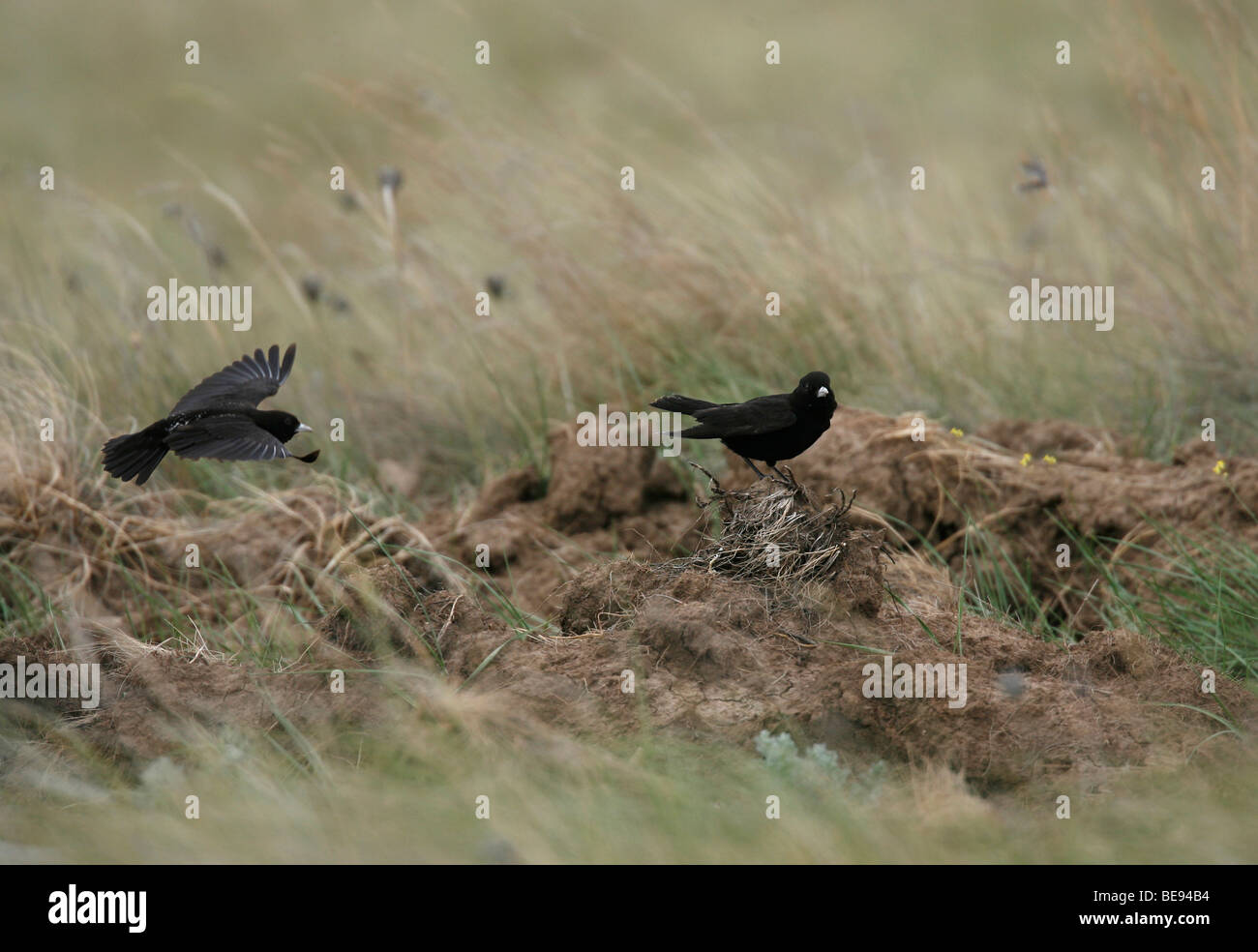Two Black larks; one on the wing and the other awaiting Stock Photo