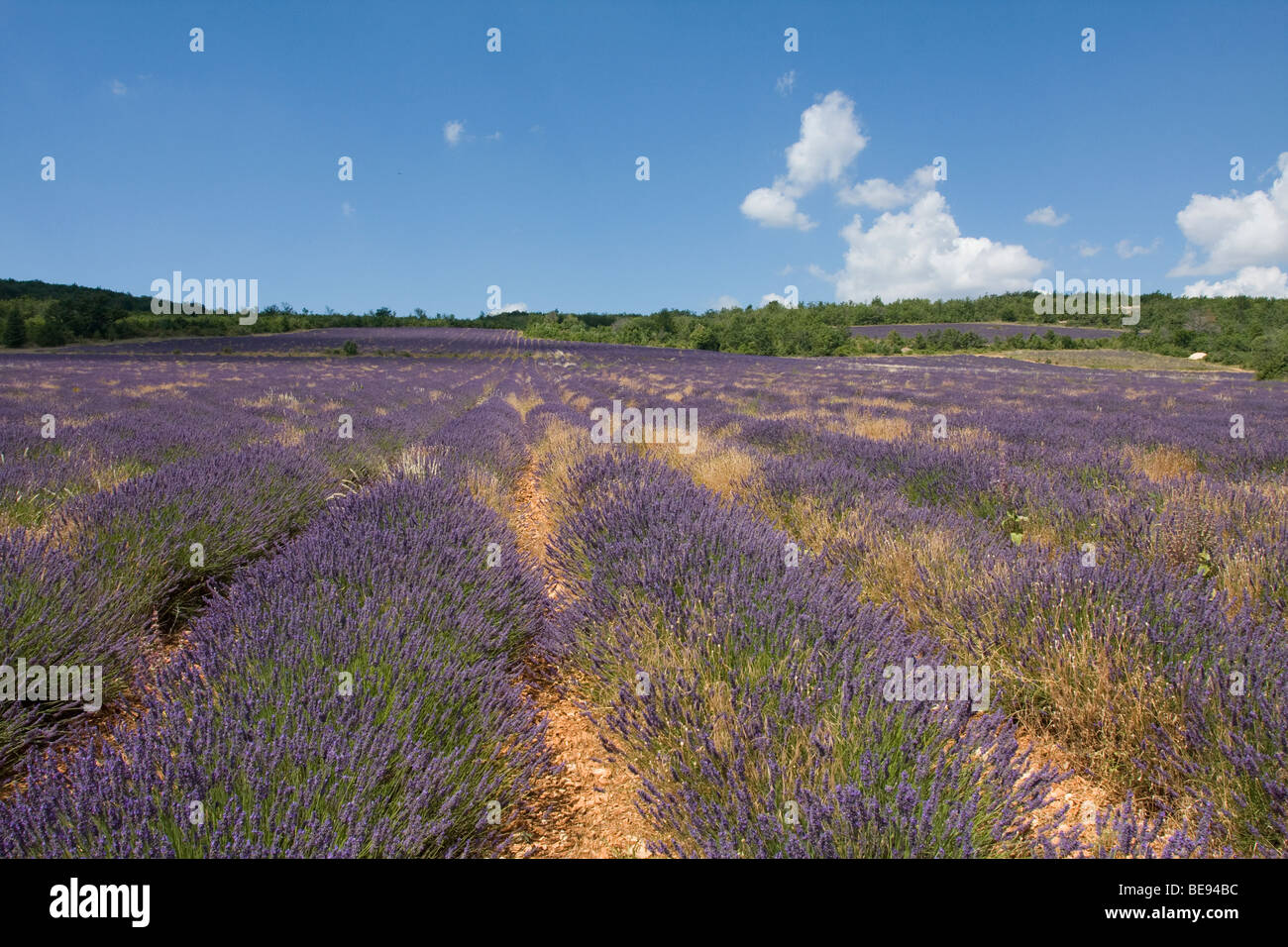 Lavendelvelden; Lavender fields Stock Photo