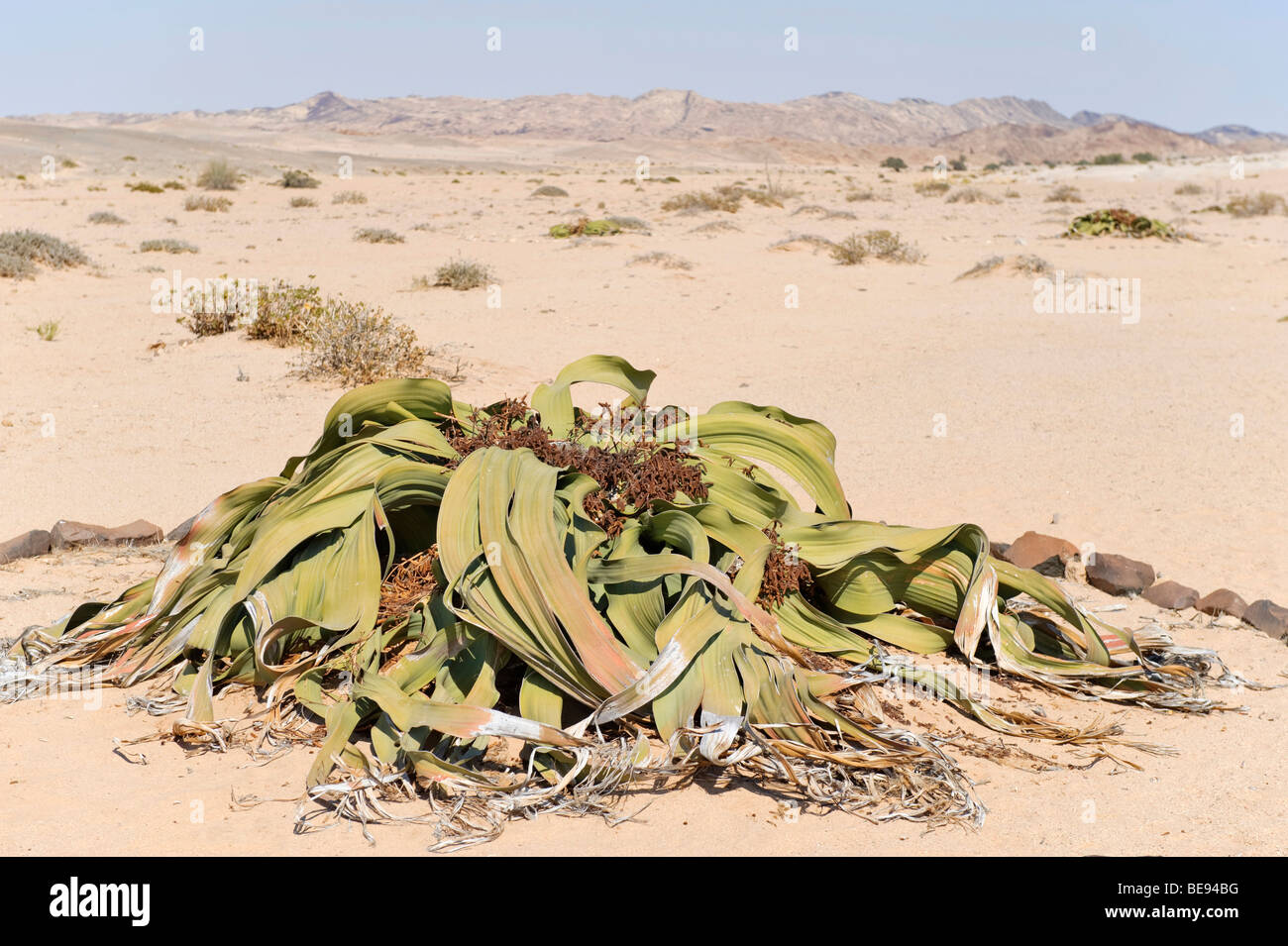 Welwitschia mirabilis hi-res stock photography and images - Alamy