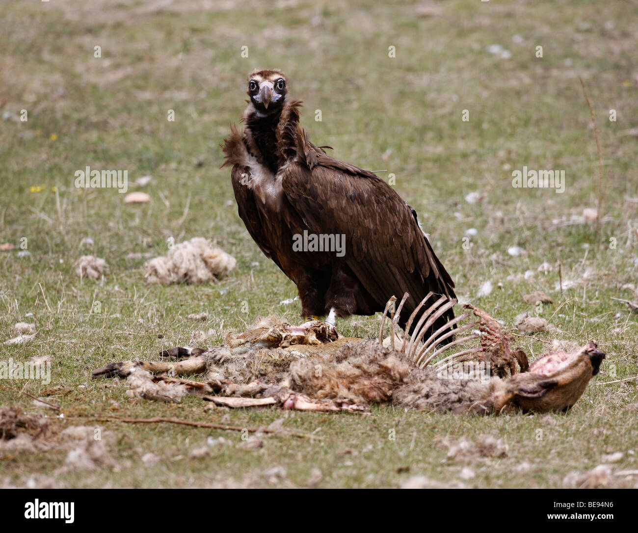 Monniksgier kijkt op van zijn prooi. Eurasian Black Vulture looking up from his prey. Stock Photo
