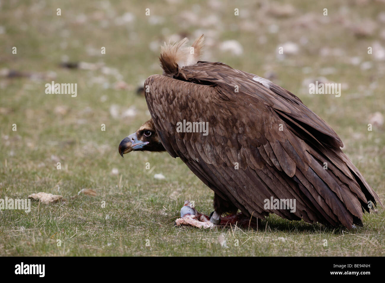 Monniksgier met restant van prooi tussen zijn poten. Eurasian Black Vulture with leftover of his prey between his feet. Stock Photo