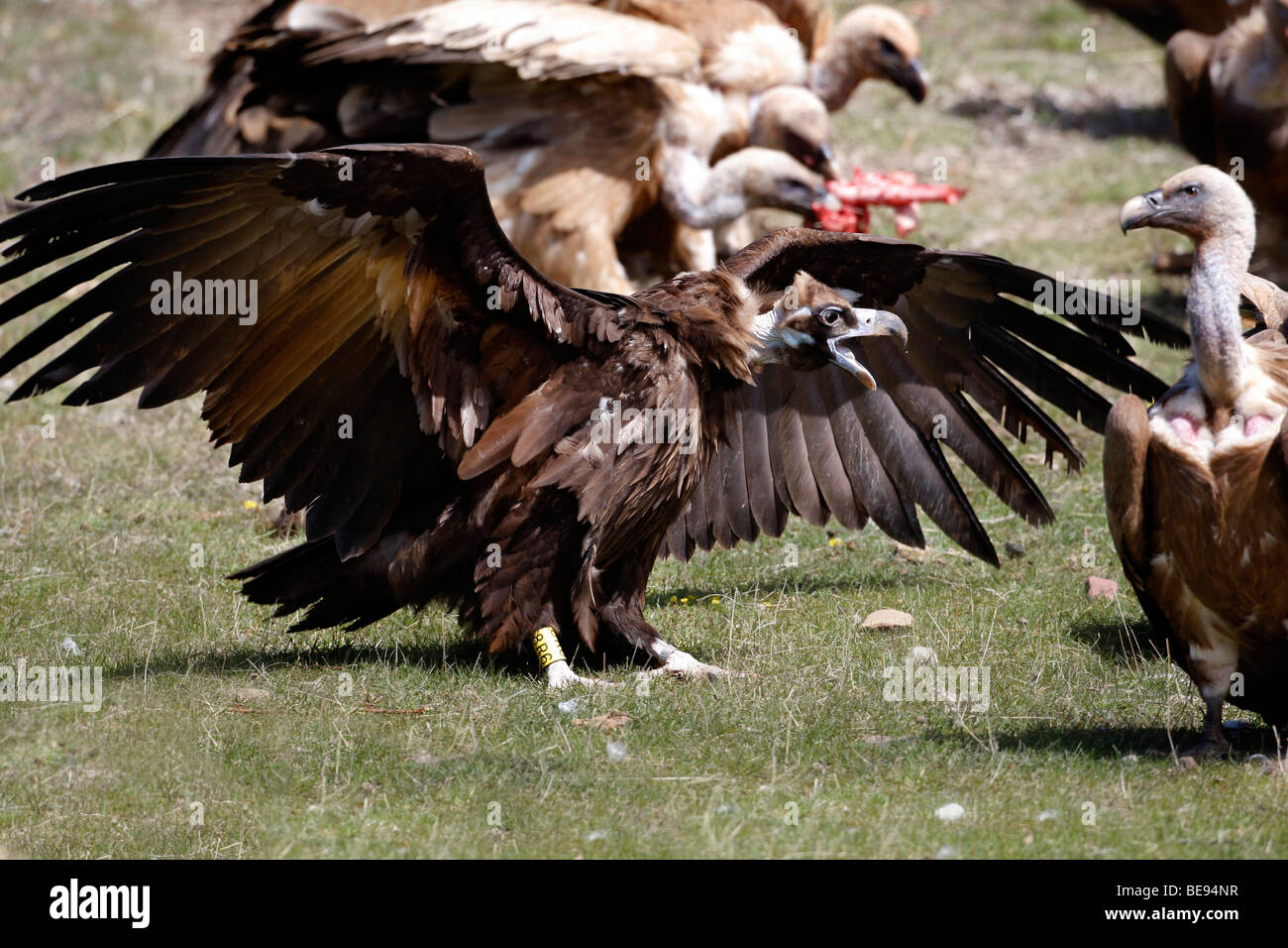 Met uitslaande vleugels van zich afbijtende Monniksgier. With spreaded wings sticking up for himself Eurasian Black Vulture. Stock Photo