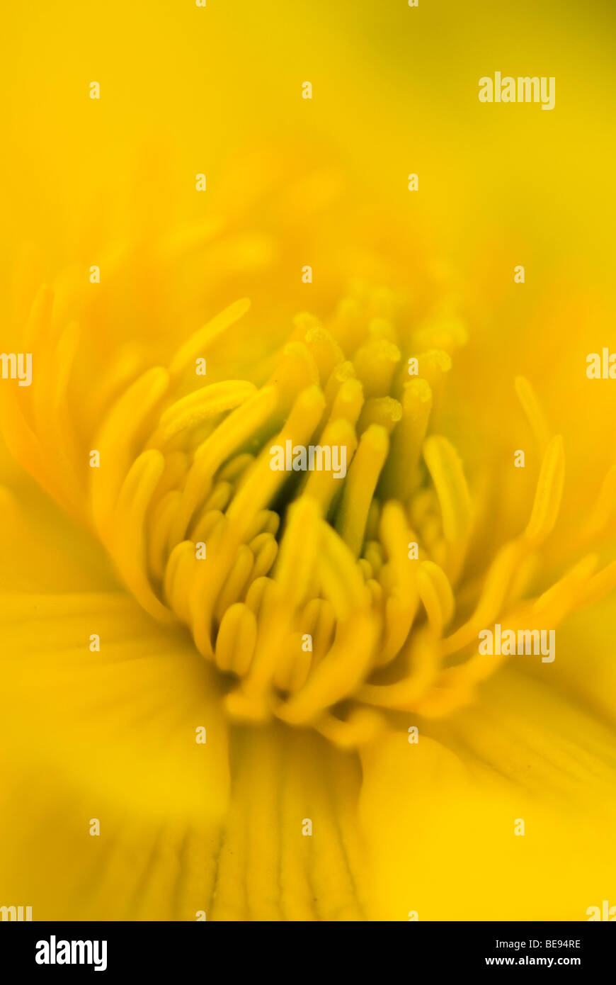 dotterbloem; marsh marigold; Stock Photo