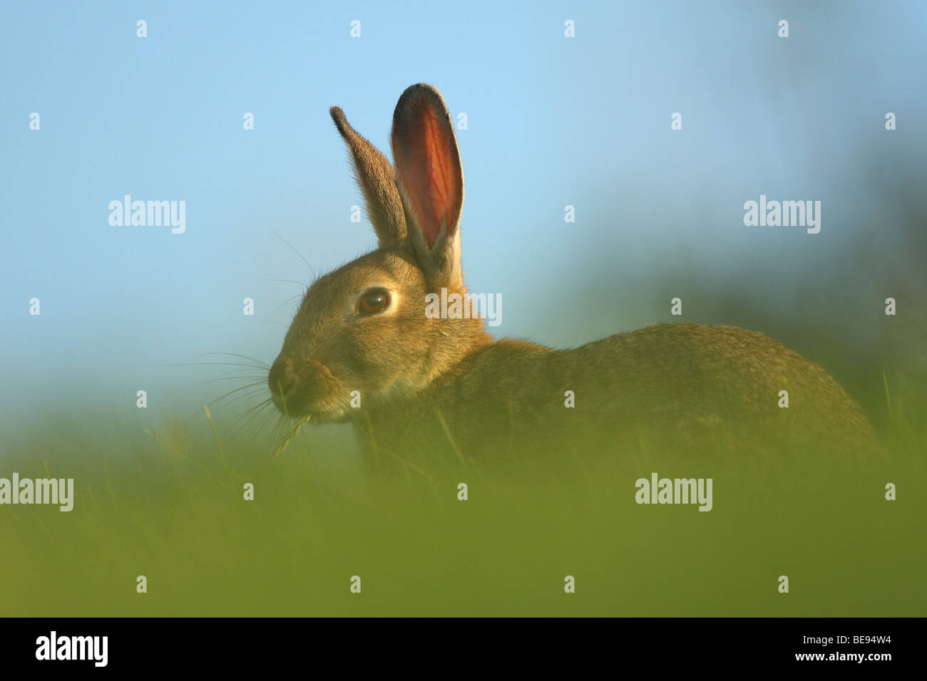 Konijn (Oryctolagus cuniculus) in grasland, Belgi Rabbit (Oryctolagus ...