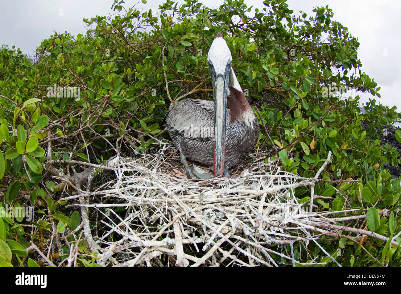A brown Pelican, Pelecanus occidentalis, tends it's young, in a nest on Santa Cruz Island, Galapagos Archipelago, Ecuador. Stock Photo