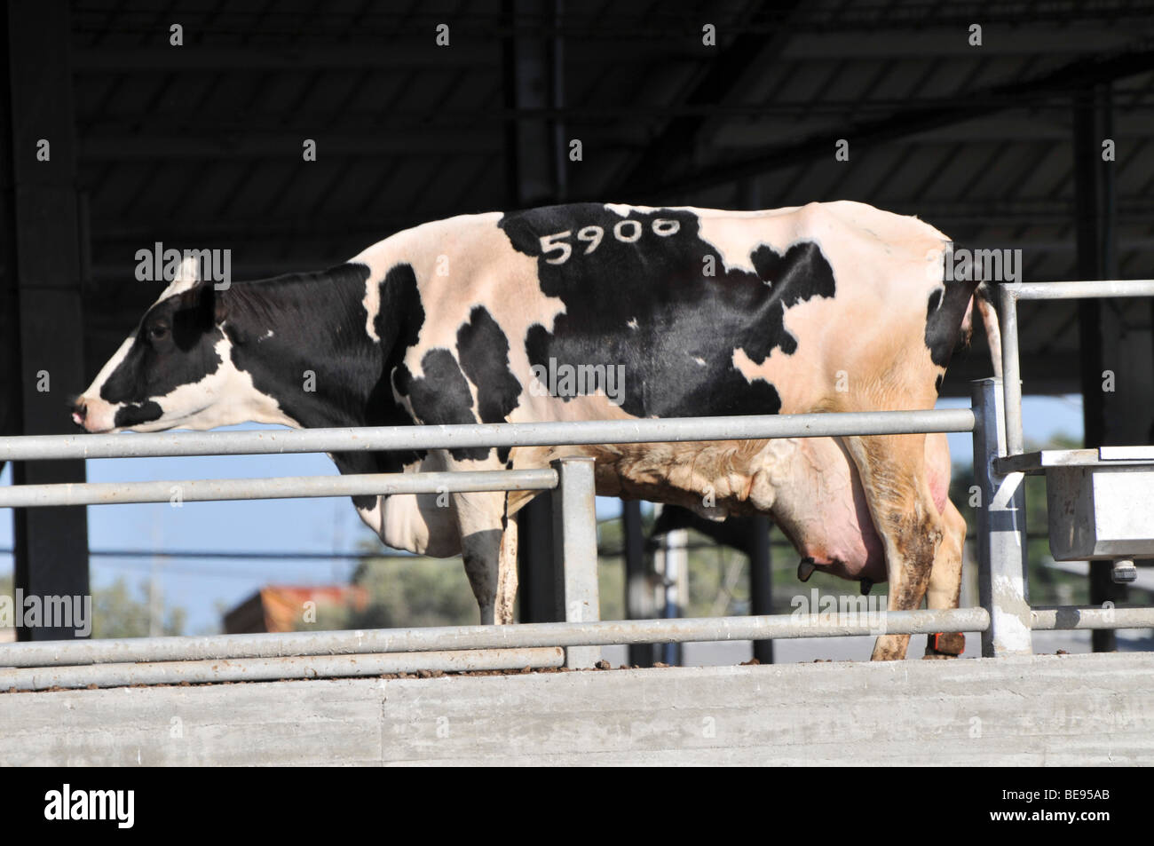 Transporting livestock hires stock photography and images Alamy