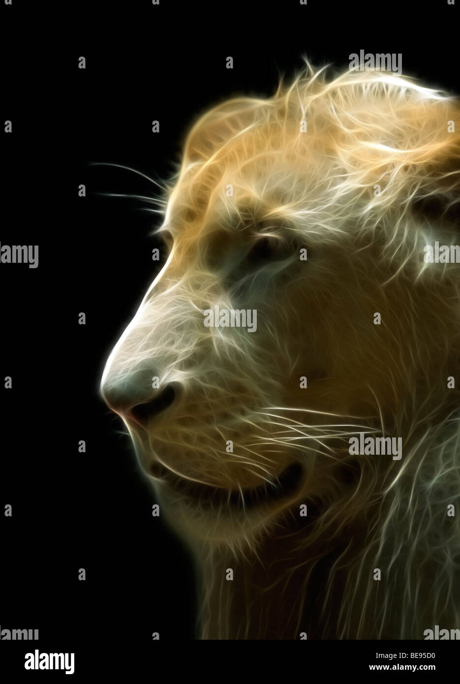 A digitally illustrated head of an old lion (Panthera leo). Portrait d'un vieux lion (dessin assisté par ordinateur). Stock Photo