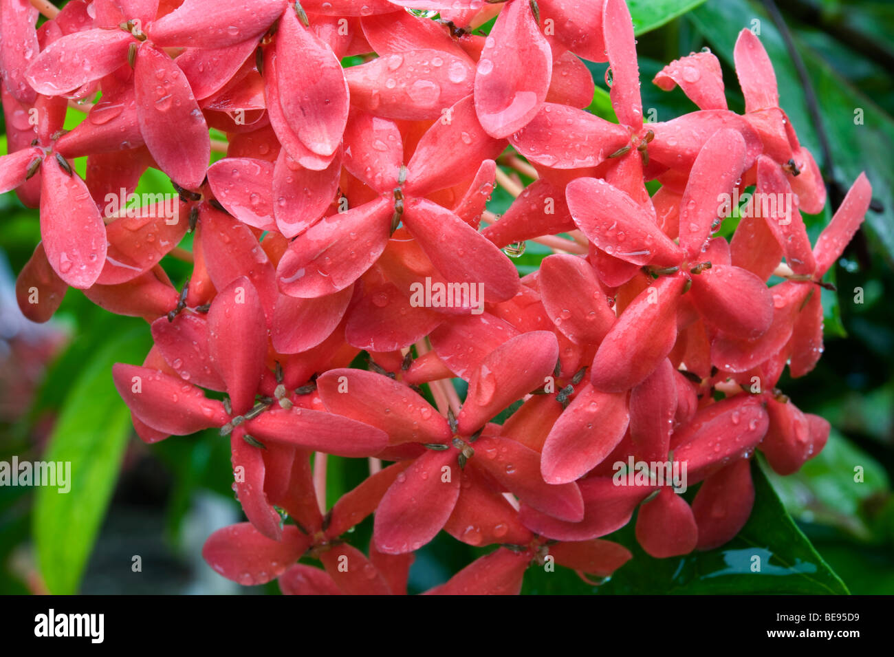 Jungle Geranium or Flame of the Woods or Jungle Flame Ixora coccinea Rubiaceae, growing in the Marshall Islands. Stock Photo