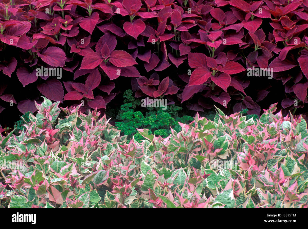 Unique garden border of pinks and reds using coleus and sweet potato, Midwest USA Stock Photo