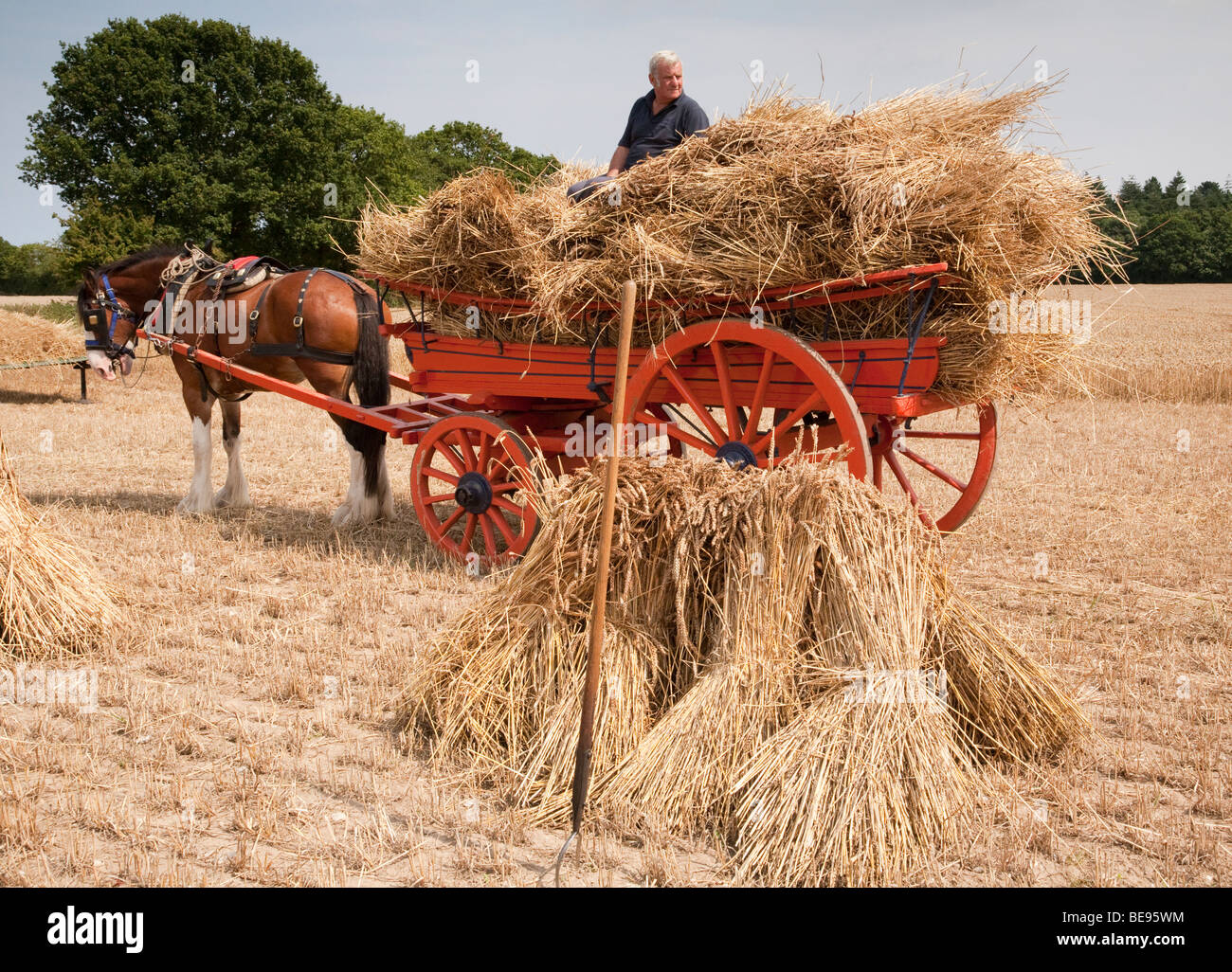 A Shire horse and vintage cart loaded with sheaves of corn in the harvest field Stock Photo