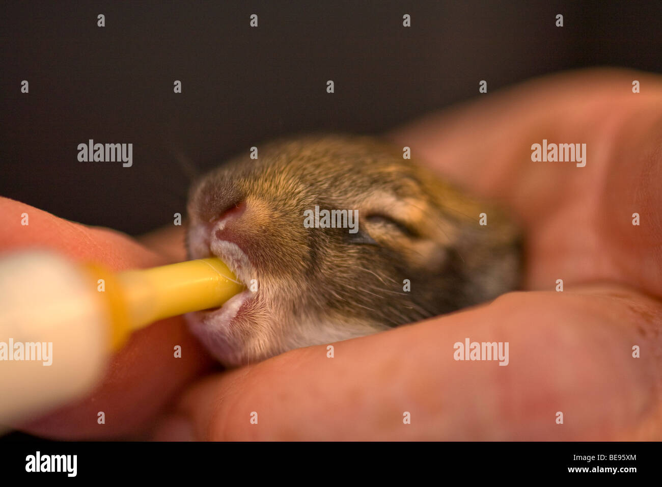 Young wild cottontail rabbit, 5 days old, being hand fed formula at cottontail rehabilitation facility, Flagstaff, Arizona Stock Photo