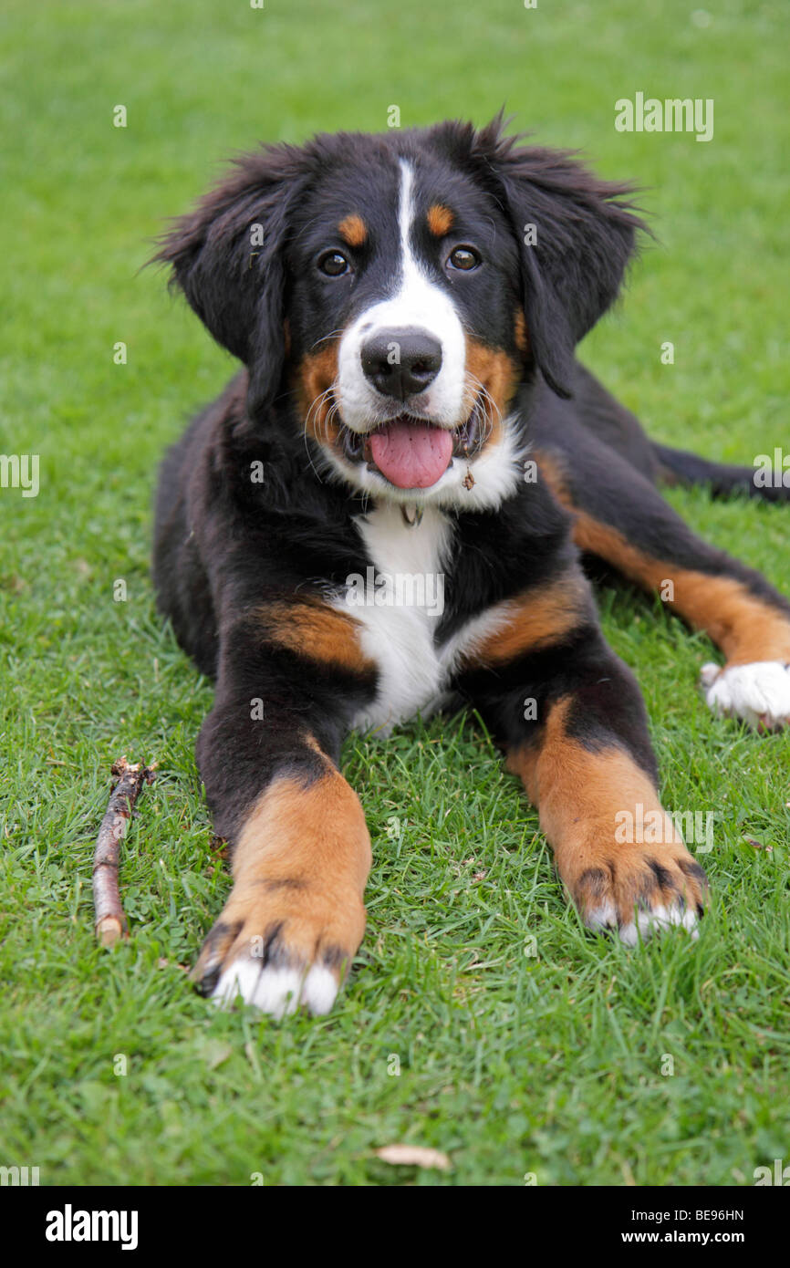 portrait of a young Bernese mountain dog Stock Photo