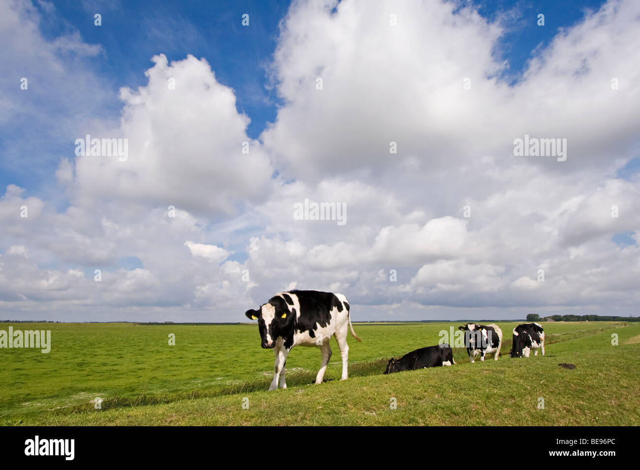 Cows on a dike in National Park Lauwersmeer; koeien op de dijk in Nationaal Park Lauwersmeer Stock Photo