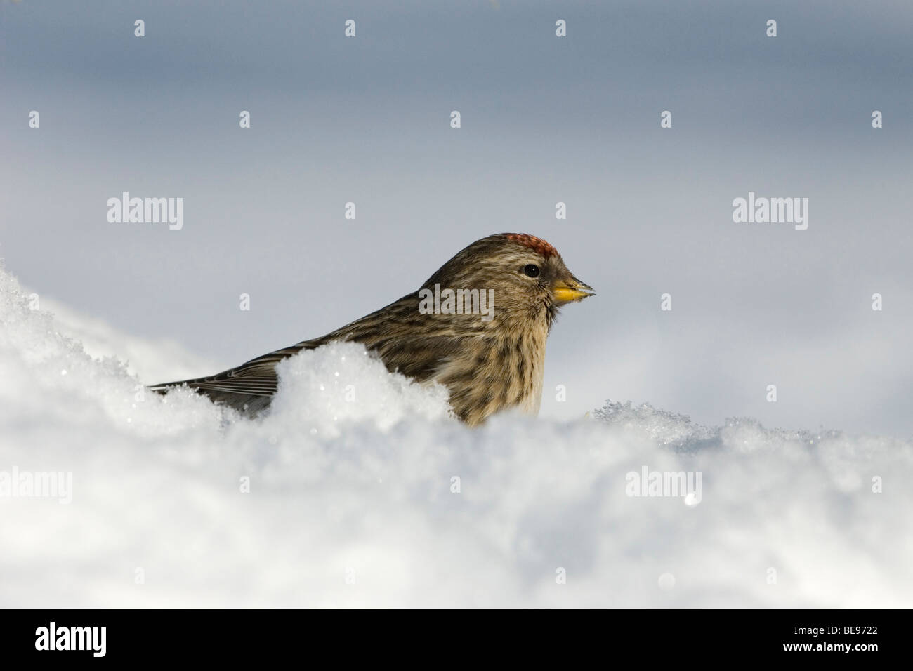 Een Grote Barmsijs zittend in de sneeuw,A Mealy Redpoll sitting in the snow. Stock Photo