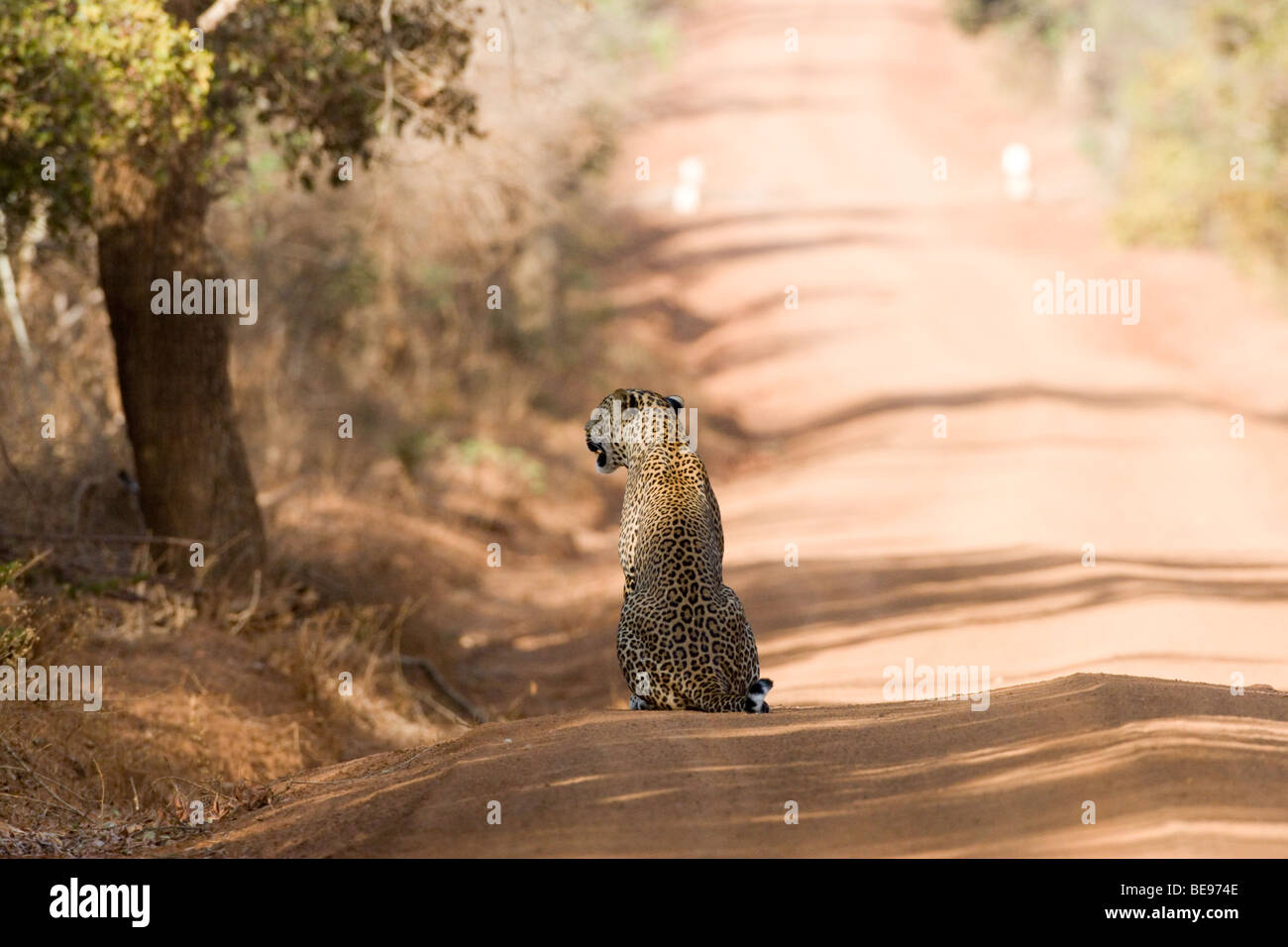 Sri Lankan Leopard (Panthera pardus kotiya) walks boldly along a road at Yala National Park, Sri Lanka. Stock Photo