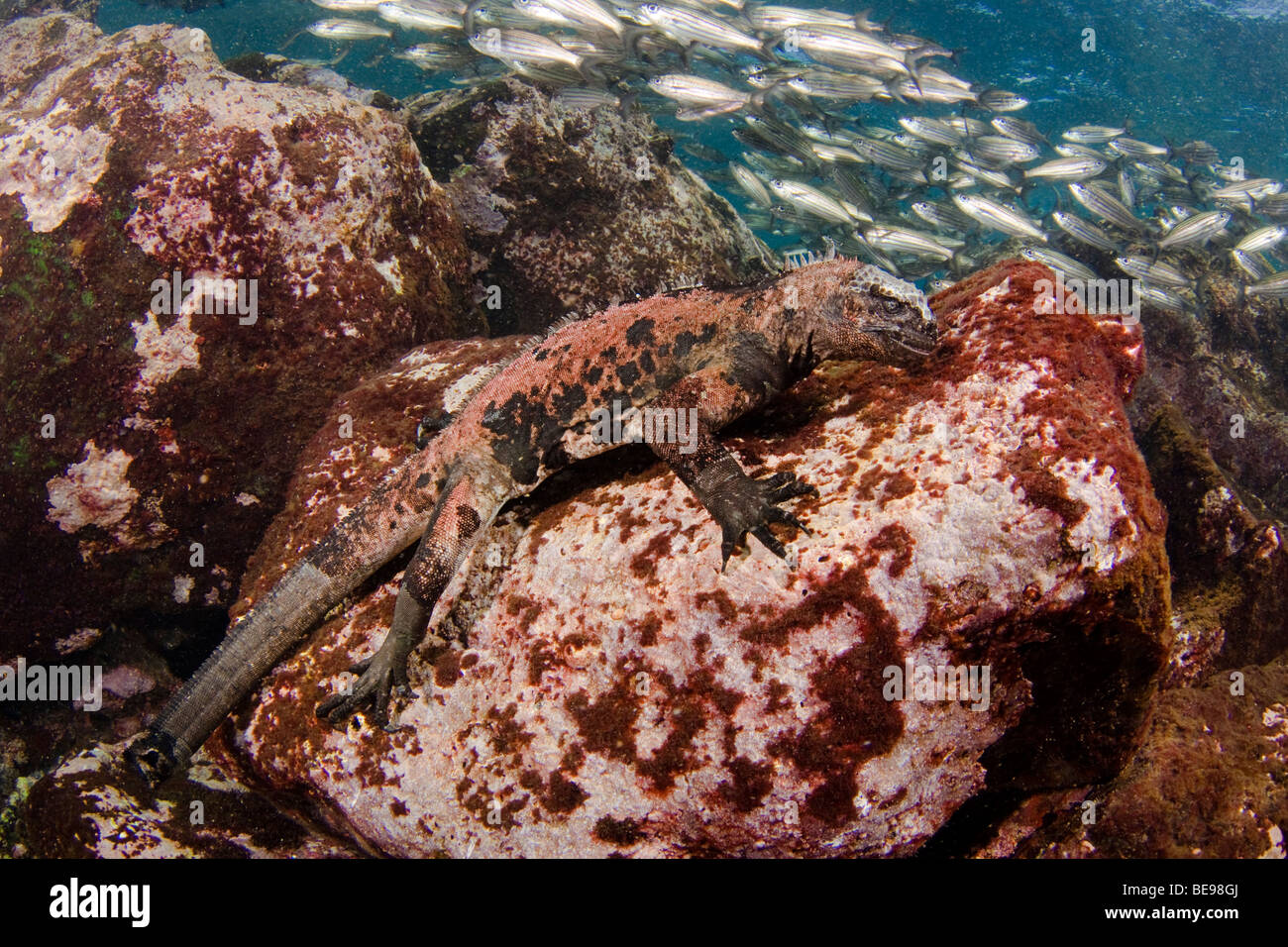 Marine iguana, Amblyrhynchus cristatus, (endemic) feeding underwater on algae, Galapagos, Equador. Stock Photo