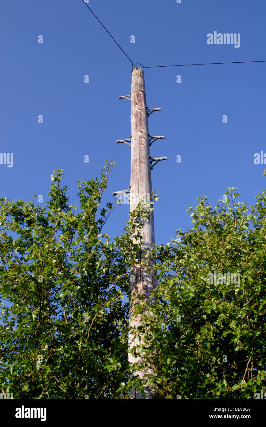 Wooden telegraph pole / pylon England , UK Stock Photo