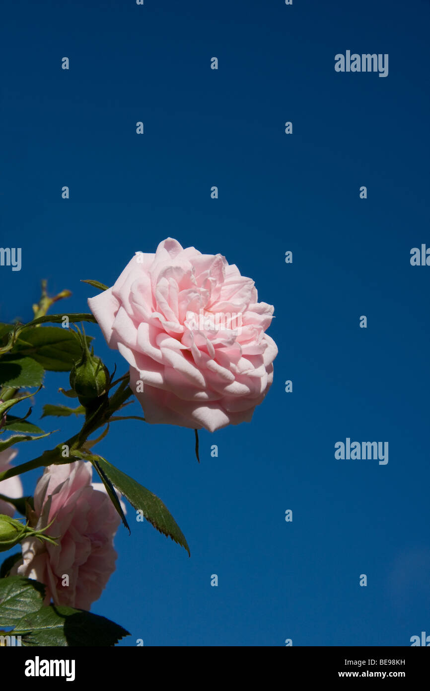 Pink Rose on Blue Sky Stock Photo - Alamy