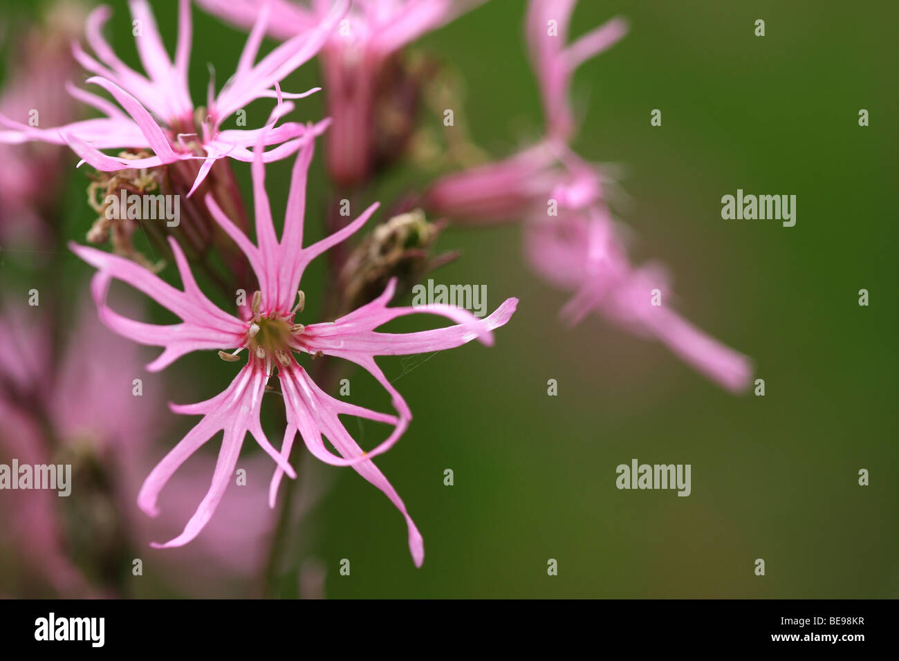 Grassland with Ragged Robin (Lychnis flos-cuculi), valley of Durme, Belgium Stock Photo