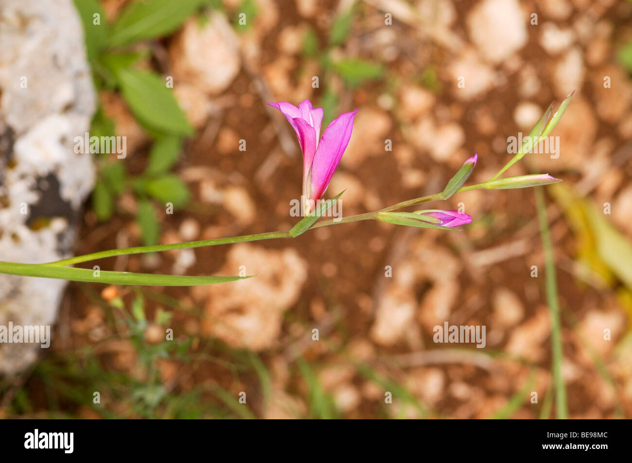 Israel, Corn Flag (Gladiolus atroviolaceus) Stock Photo