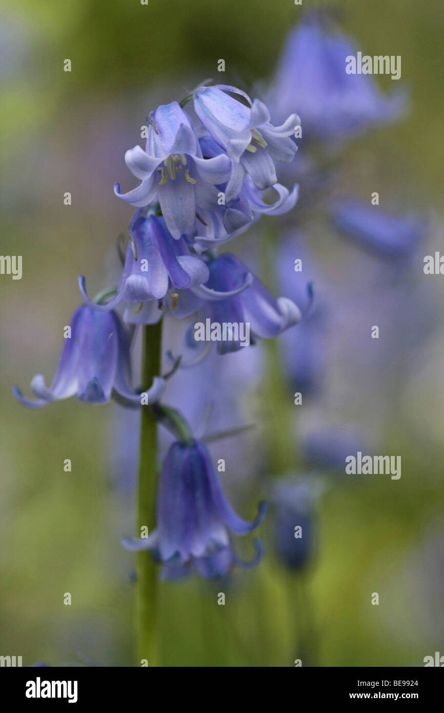 Impression of the flowers of Blue bell Stock Photo Alamy