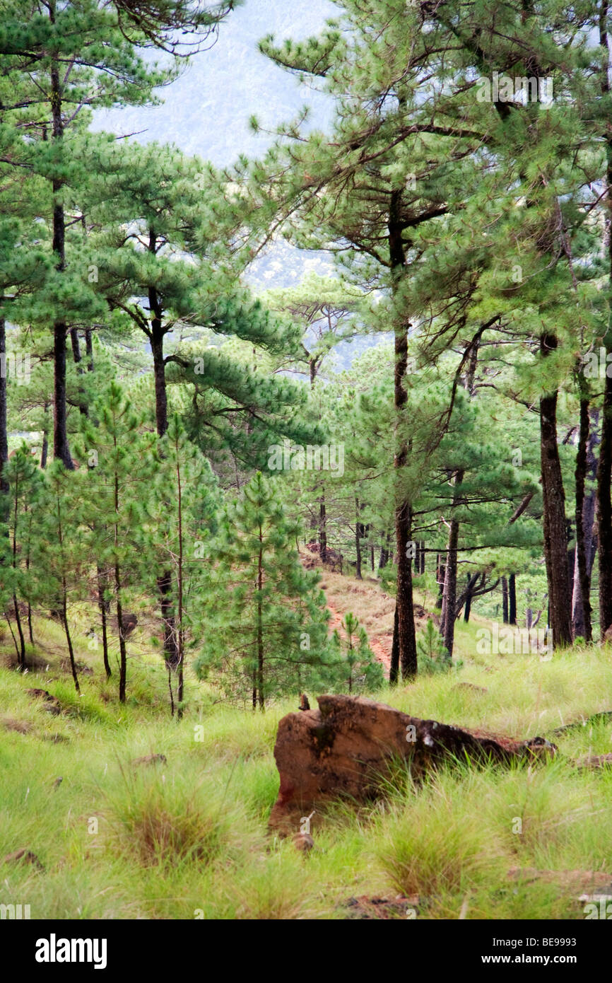 Pine forest in Mt. Tapulao, Zambales. Stock Photo