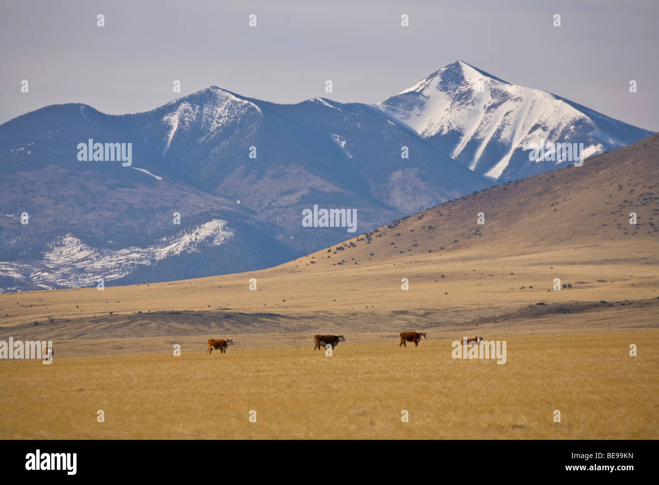 Cattle graze on Babbitt Ranch with snowy San Francisco Peaks in distance, view north of Flagstaff, Arizona, USA Stock Photo