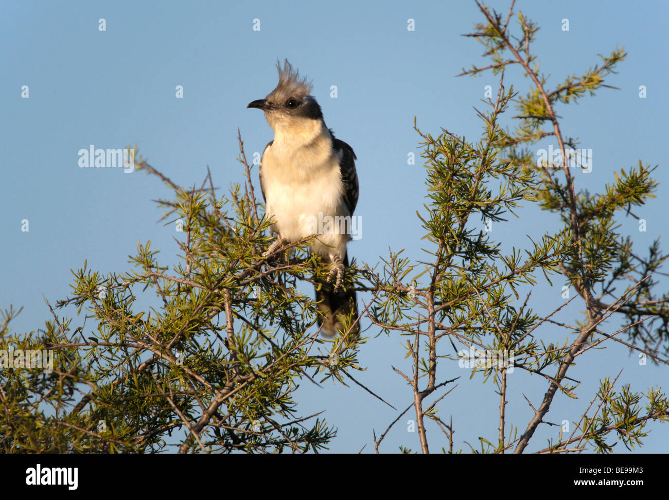 Een kuifkoekoek zittend in de top van een struik op de uitkijk. A watching Great Spotted Cuckoo in the top of a bush. Stock Photo
