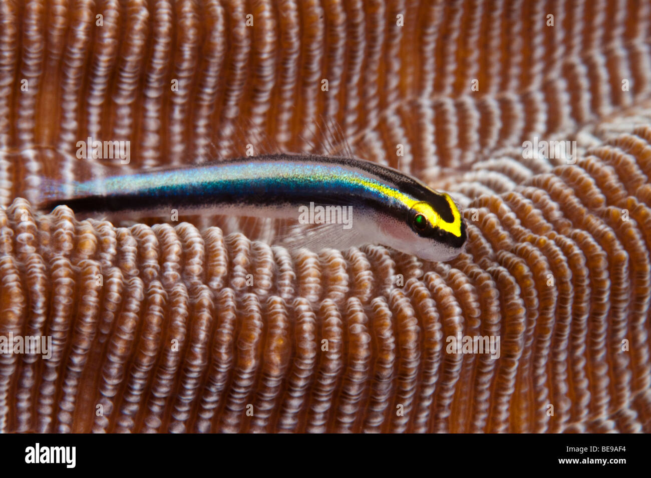 Cleaning Goby, Gobiosoma genie, on hard coral, Bonaire, the Netherlands Antilles, Caribbean. Stock Photo
