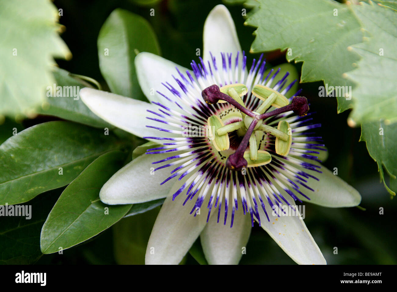 Passion flower leaves hires stock photography and images Alamy