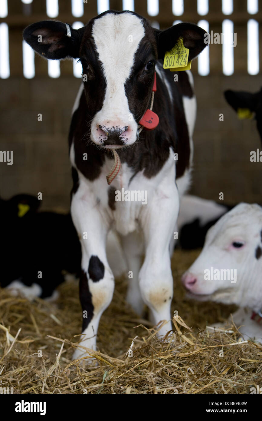 Rose veal calf at Lower Chapel Marsh Farm. Beaminster. Dorset Stock