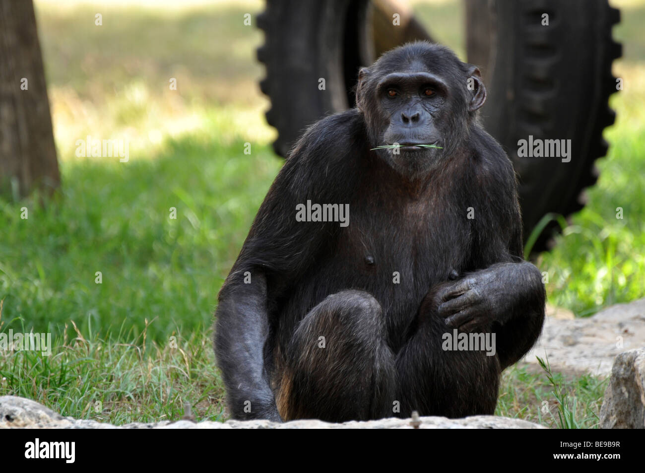 Chimpanzee (Pan troglodytes) in captivity Stock Photo