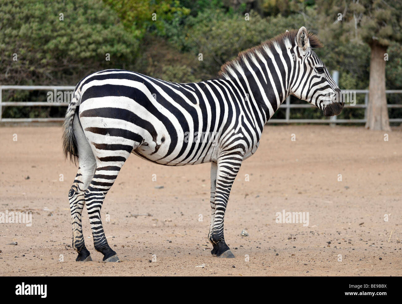 Side view of a Grevy Zebra (Equus grevyi) in captivity Stock Photo Alamy