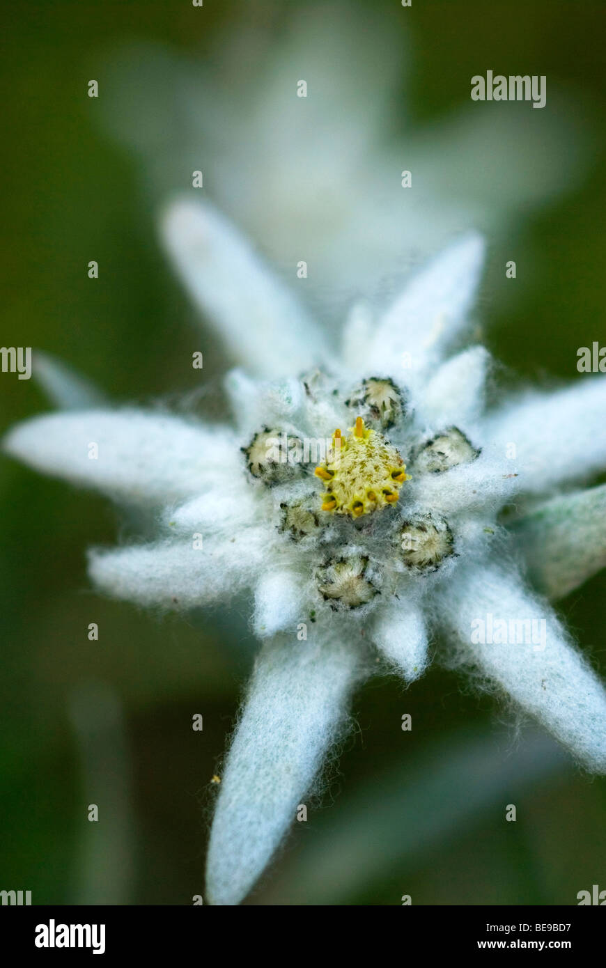 edelweiss; edelweiss Stock Photo: 26022115 - Alamy