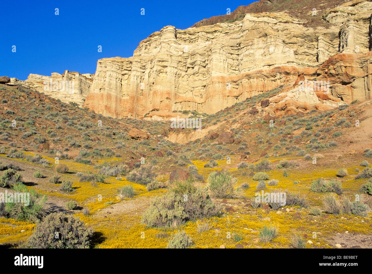 Red Rock Canyon State Park, spring wildflowers below desert cliffs ...