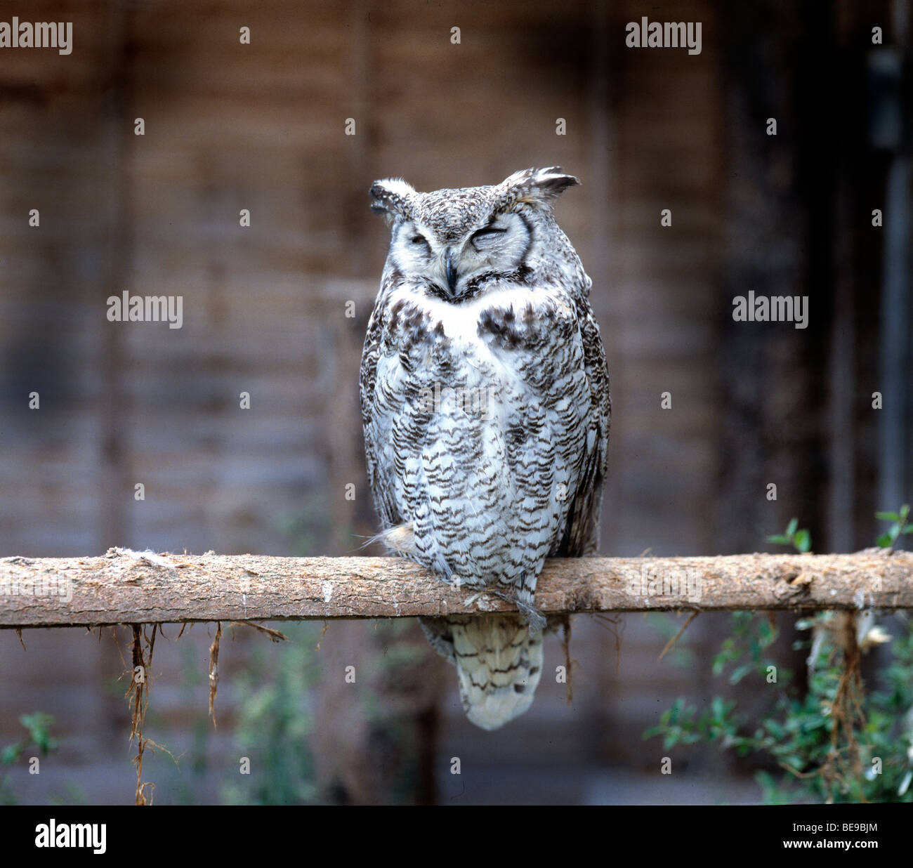 Great Horned Owl sleeping perched on branch outdoors copy space Stock Photo