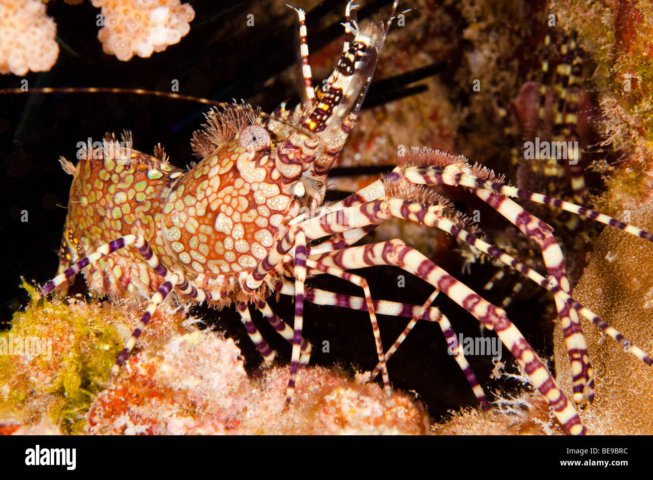 This male marbled shrimp, Saron marmoratus, shows it's elongated claws and tufts of bristles. Hawaii. Stock Photo