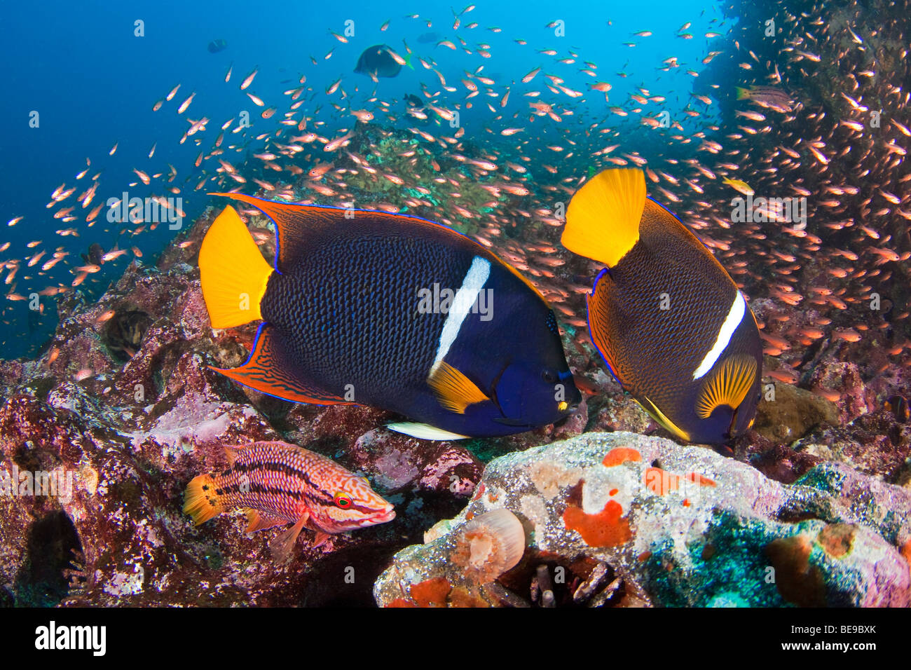 A reef scene king angelfish, Holacanthus passer, and a Mexican hogfish adult female phase, Bodianus diplotaenia, Galapagos. Stock Photo