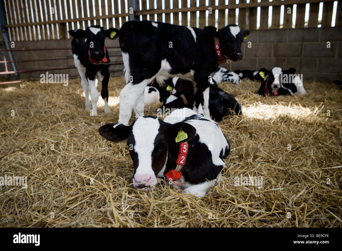 Rose veal calves at Lower Chapel Marsh Farm. Beaminster. Dorset Stock