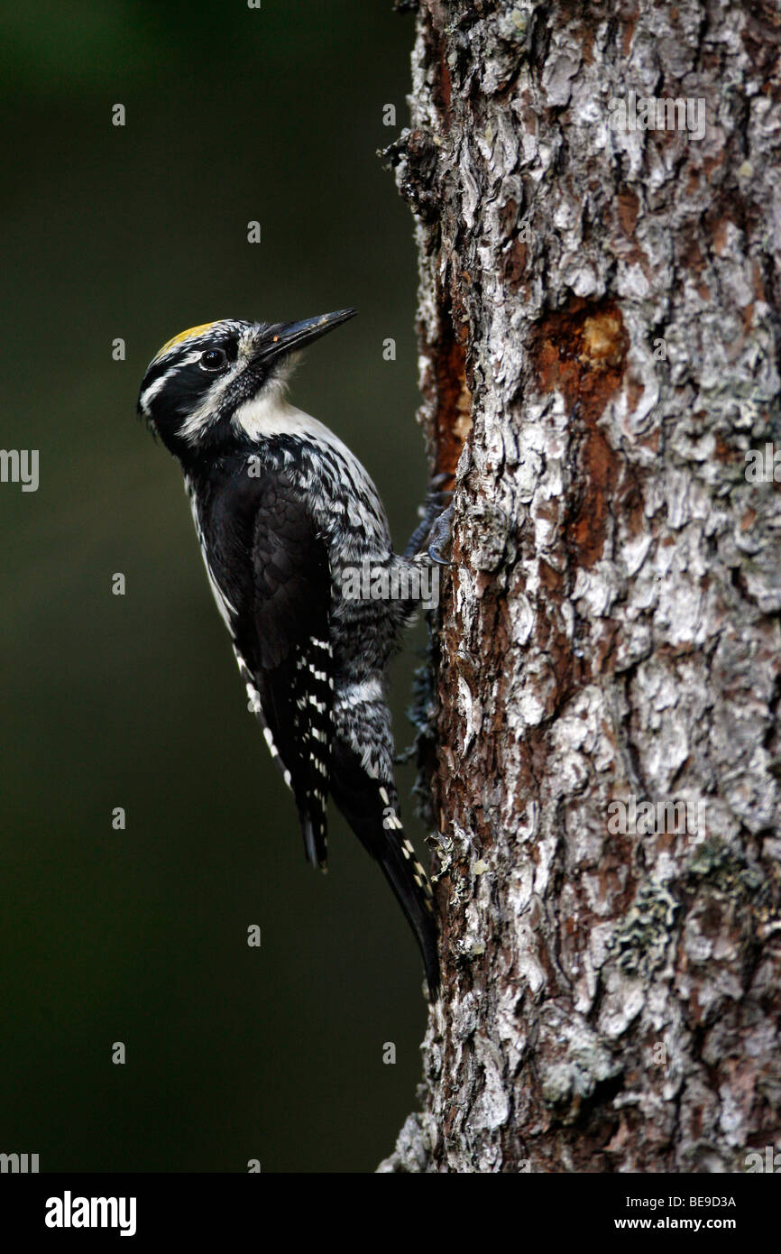 Drieteenspecht voor gat in boom. Three-toed Woodpecker for the hole in the tree. Stock Photo