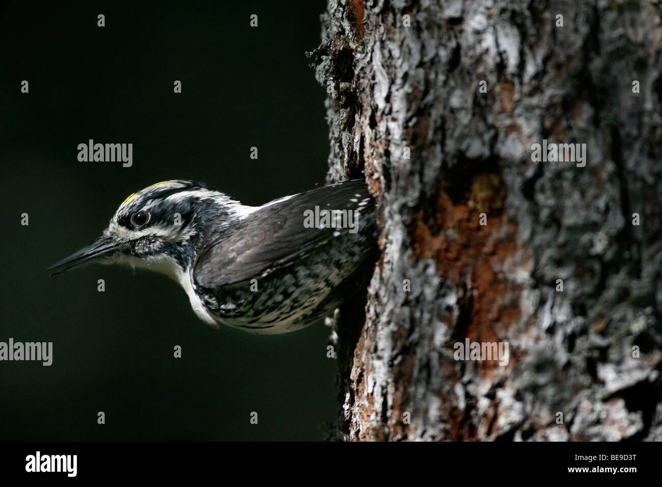 Drieteenspecht uit het gat in boom. Three-toed Woodpecker going out the hole in the tree. Stock Photo