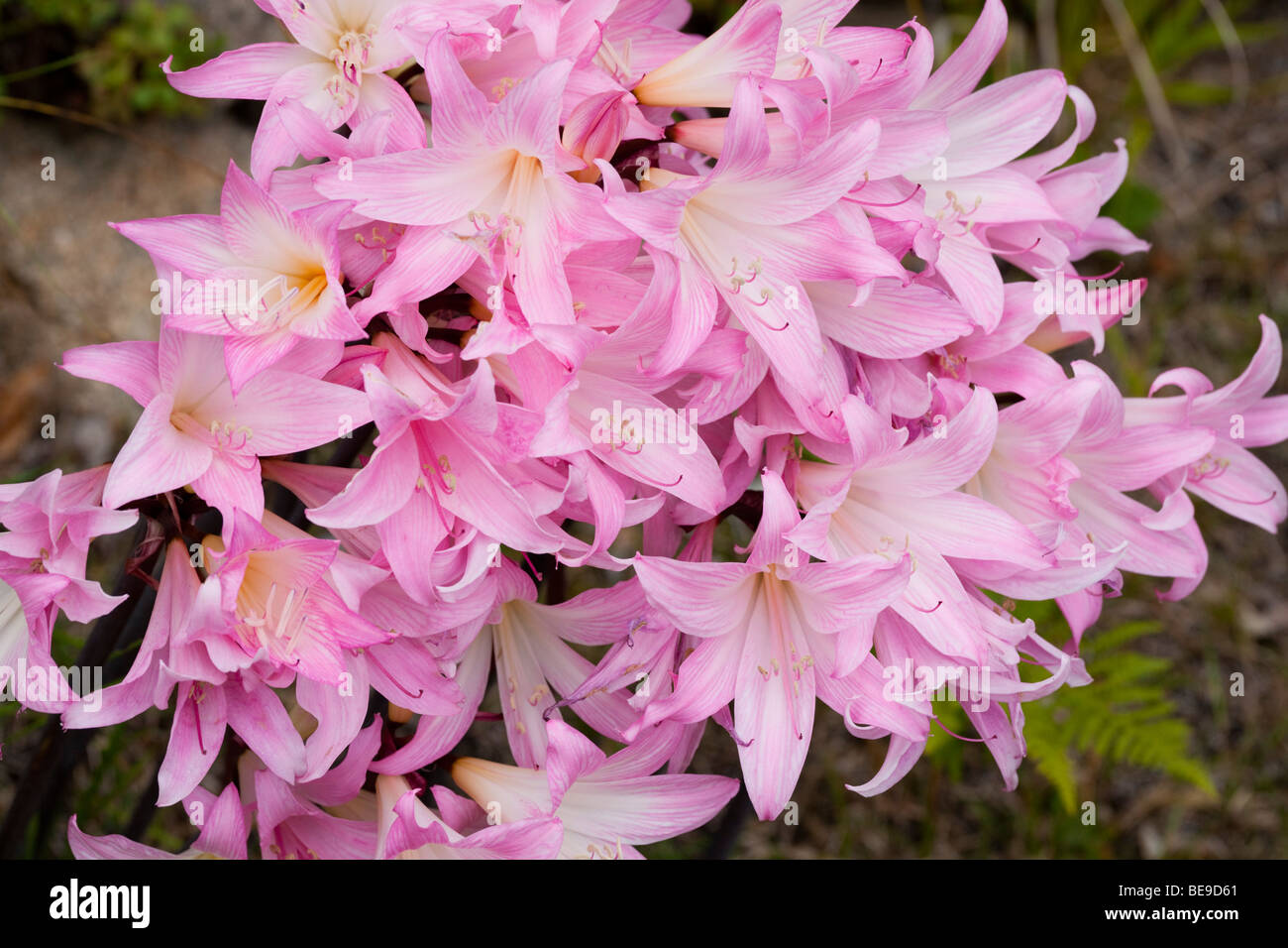 Amaryllis belladonna on Tresco, Isles of Scilly Stock Photo