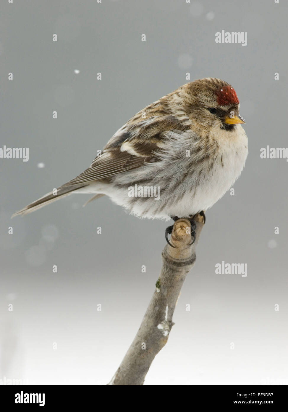 Een Grote barmsijs zittend op een tak terwijl het sneeuwt,A Mealy Redpoll sitting on a branch while it is snowing. Stock Photo