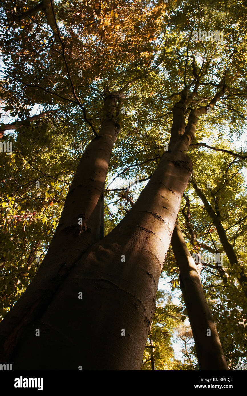 Beech tree (Fagus sylvatica) in an English wood in autumn / Fall Stock Photo