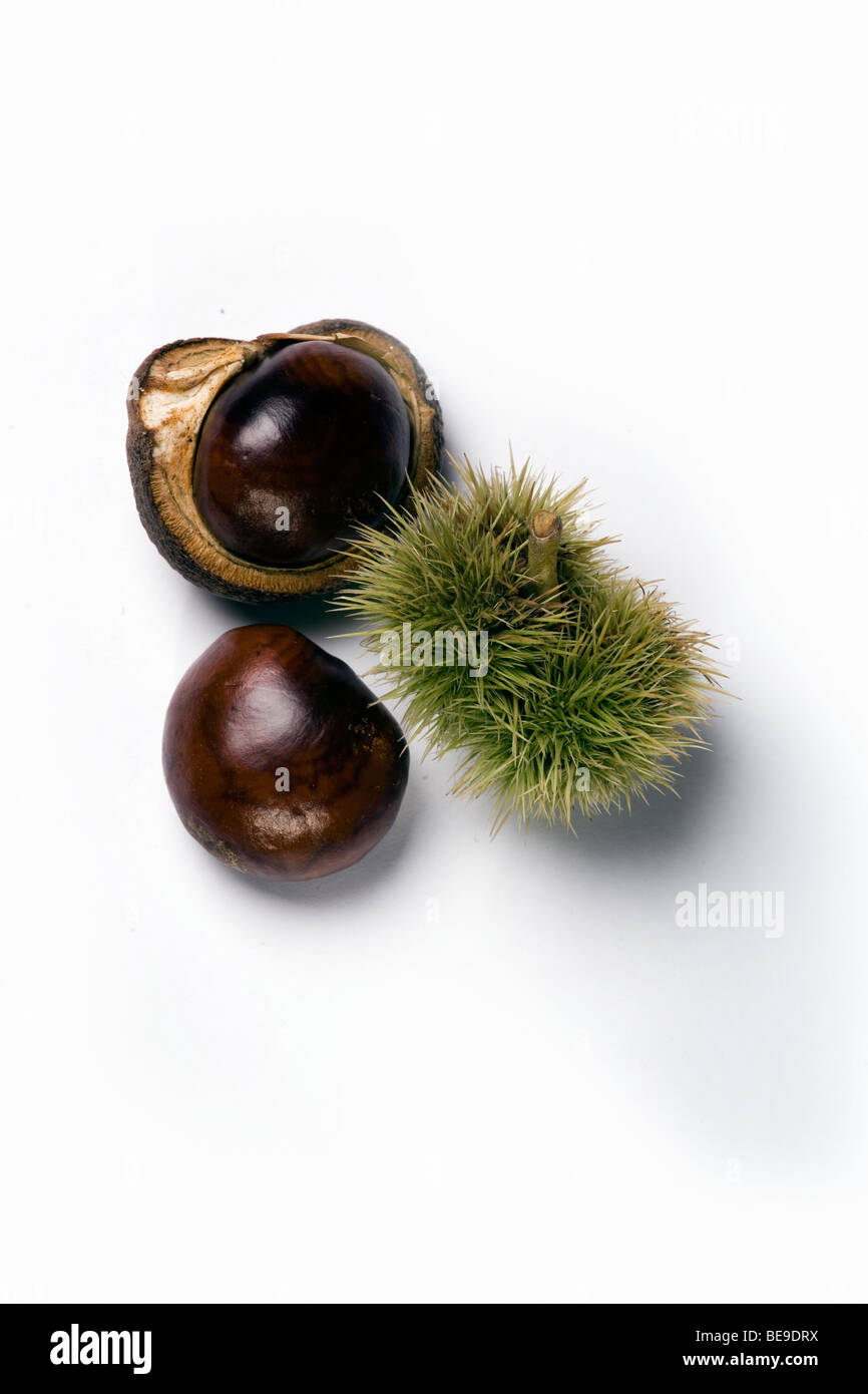 Horse chestnuts (conkers) Stock Photo
