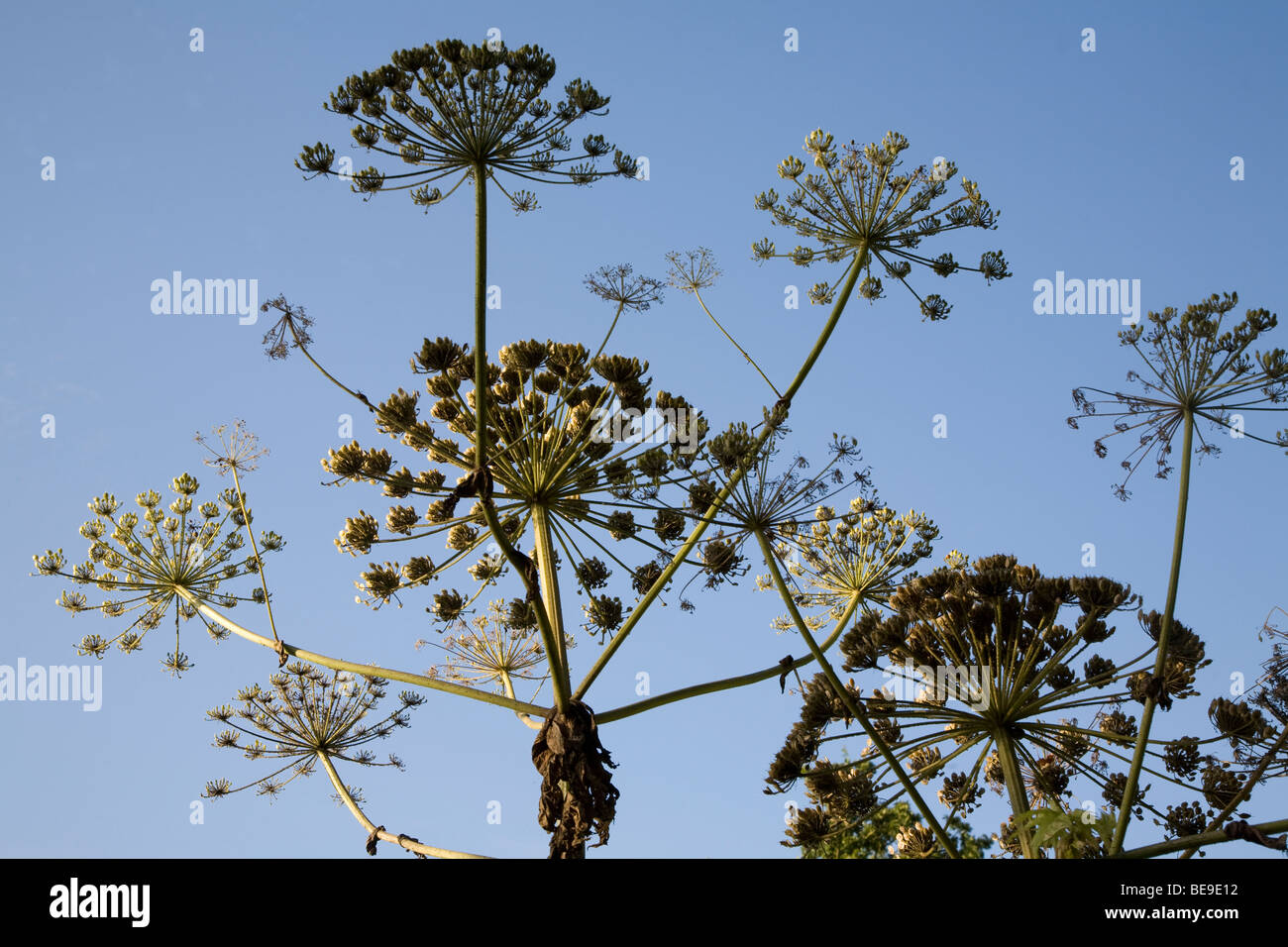 Heracleum mantegazzianum Giant Hogweed plant seed heads Stock Photo