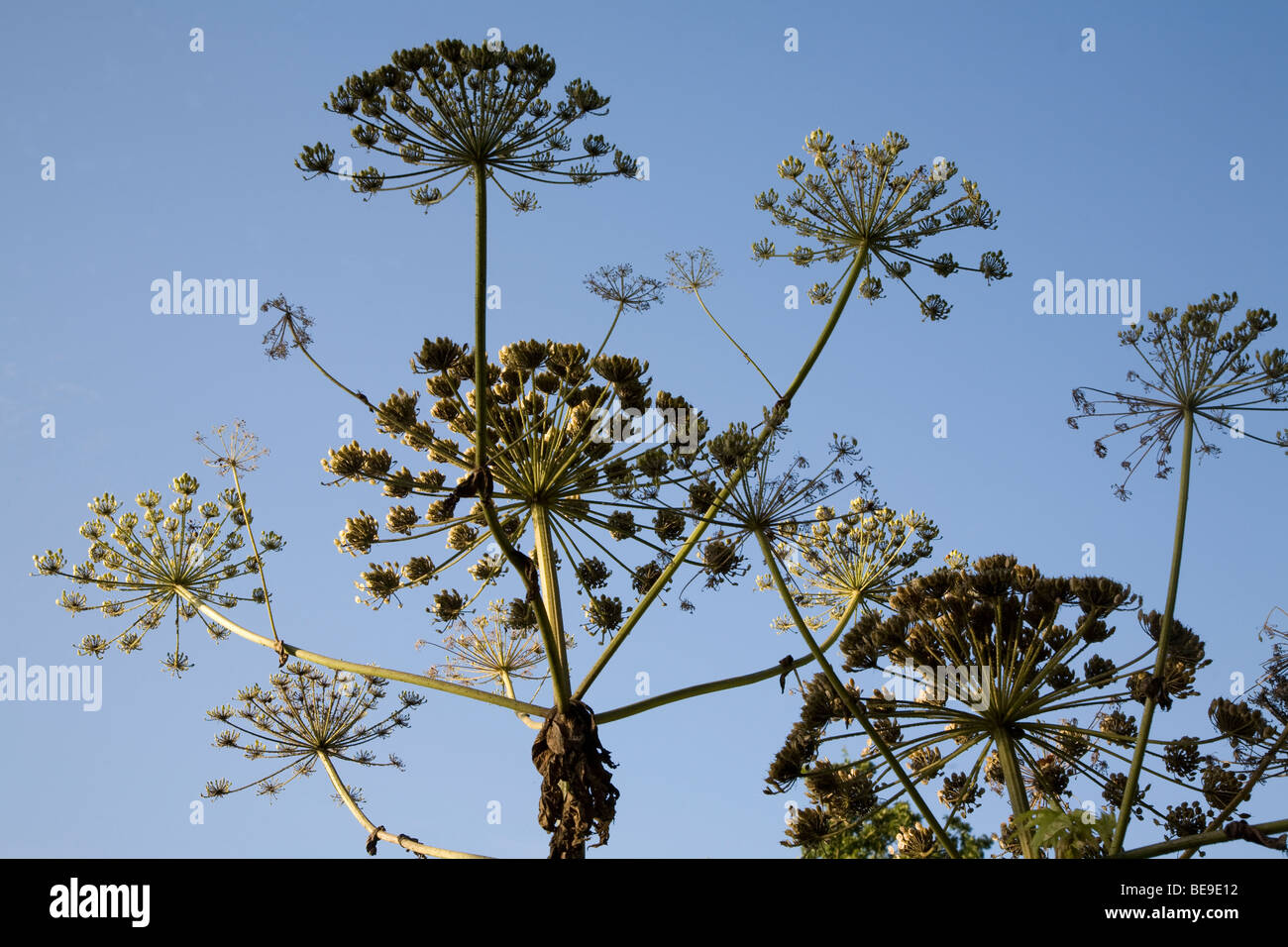 Heracleum Mantegazzianum Giant Hogweed Plant Seed Heads Stock Photo Alamy heracleum-mantegazzianum-giant-hogweed-plant-seed-heads-stock-photo-alamy