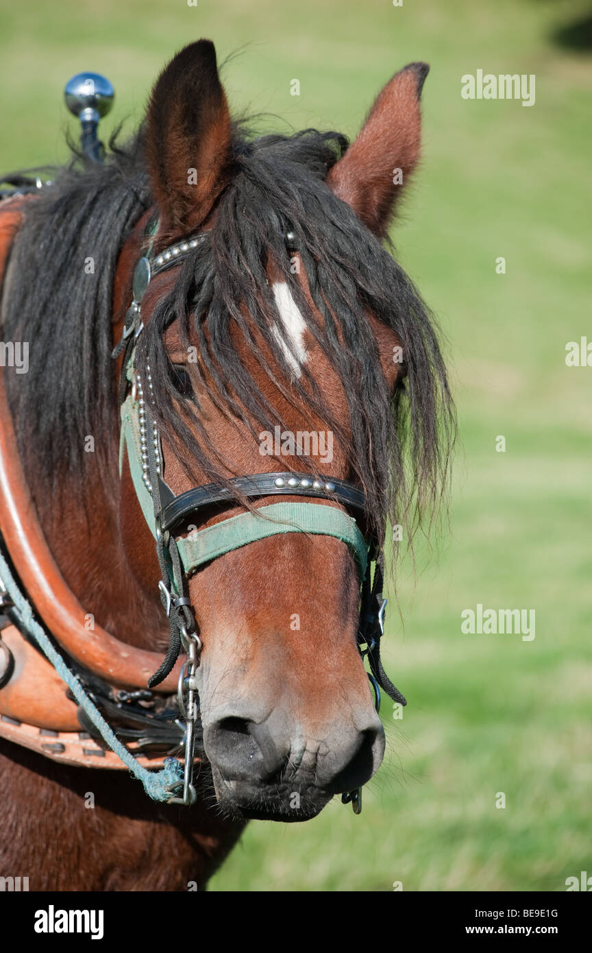 Portrait of working horse in Scottish Borders Stock Photo Alamy